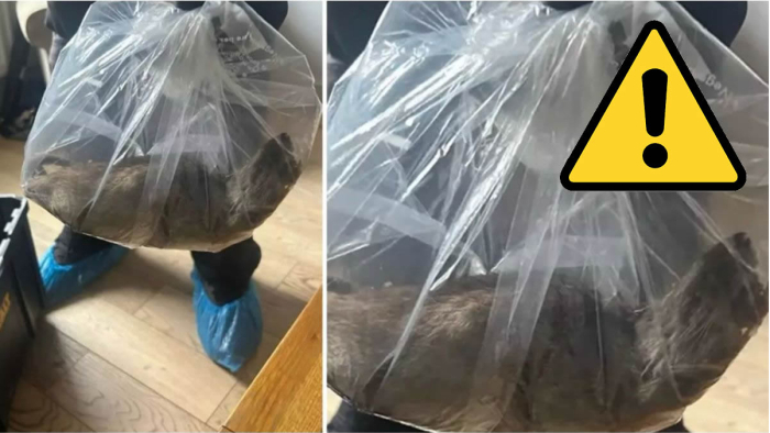 İngiltere Eston’da Kedi Büyüklüğünde Dev Fare Paniği: Uzmanlardan Acil Önlem Çağrısı